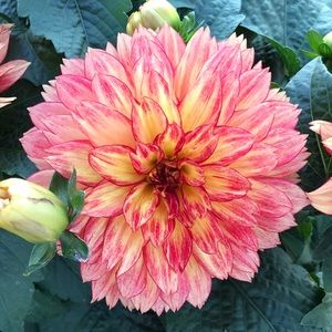 Meet your Posher, Eli